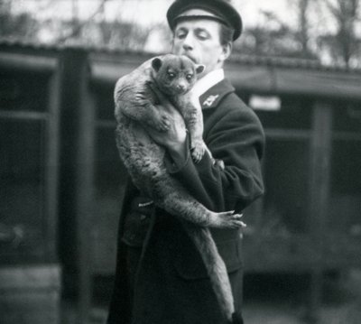 Keeper, Leslie Martin Flewin, holding a Kinkajou at London Zoo, February 1913 by Frederick William Bond